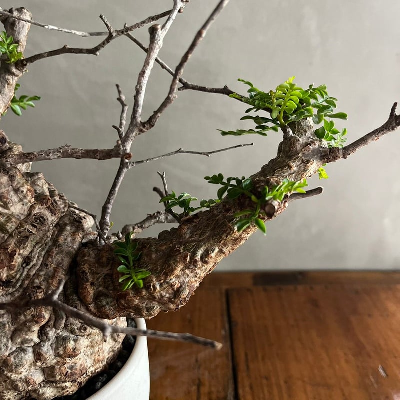 オペルクリカリア・パキプス【GOODDAYS/white鉢セット】 | GOOD DAYS