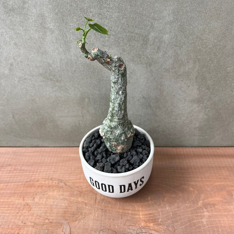 アデニア クリスタルグリーン【GOODDAYS/white鉢セット】23may19.n2-3