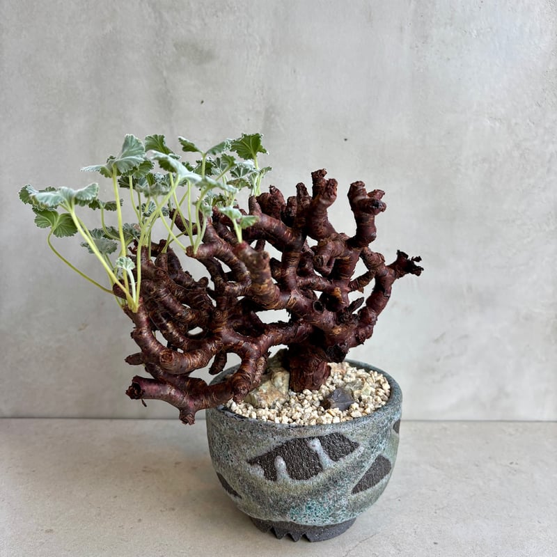 ペラルゴニウム・ミラビレ【浅見五郎助作品鉢】(24dec14.e24-11