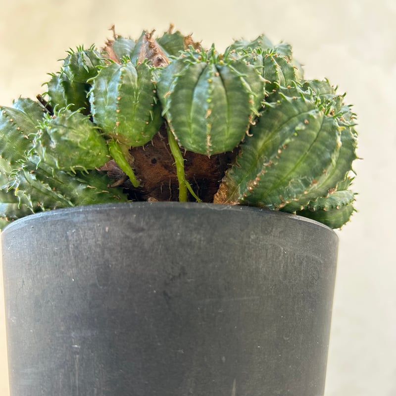 ユーフォルビア　バリダ　n/oh 陶器鉢 ユーフォルビア バリダ n/oh 陶器鉢 ユーフォルビア バリダ n/oh 陶器