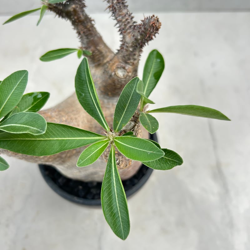 パキポディウム・マカイエンセ(25jul15v06-1) | GOOD DAYS