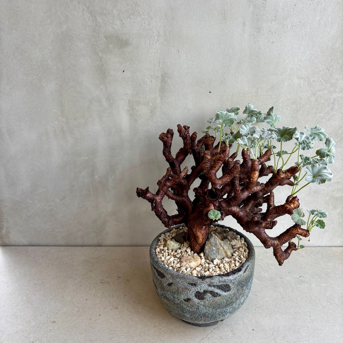 ペラルゴニウム　ミラビレ×valiem 楽天市場】（多肉植物）一点物 ペラルゴニウム ミラビレ 未発根