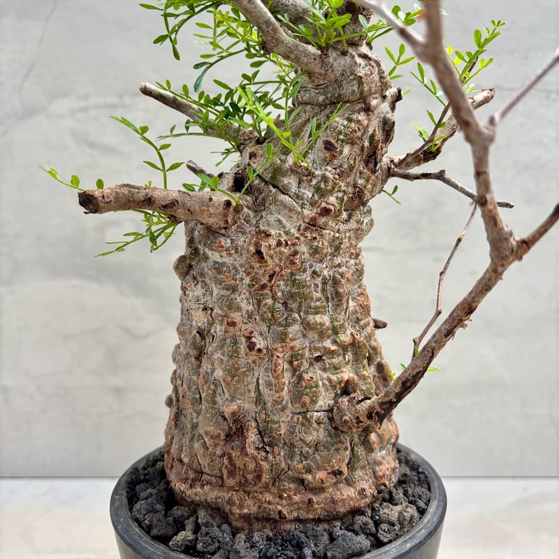 オペルクリカリア・パキプス(24dec24.v14-2) | GOOD DAYS