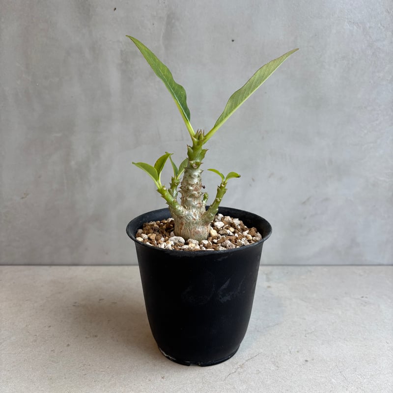 パキポディウム・ウィンゾリー 【実生】(24nov27.h11-4) | GOOD DAYS