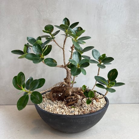 亜熱帯の樹木ガジュマル奄美大島産⑤小葉タイプ接木