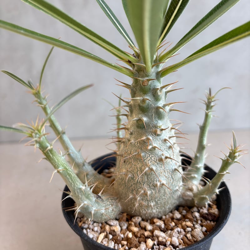 パキポディウム グラキリス　実生 パキポディウム・グラキリス【実生】 (24nov27.h06-16) | GOOD DAYS