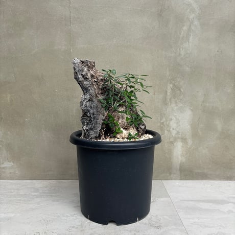 Old olive（24jun4.v3-5）