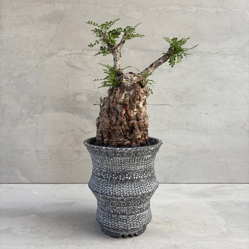 オペルクリカリア・パキプス【浅見五郎助作品鉢】(24dec24.v14-23