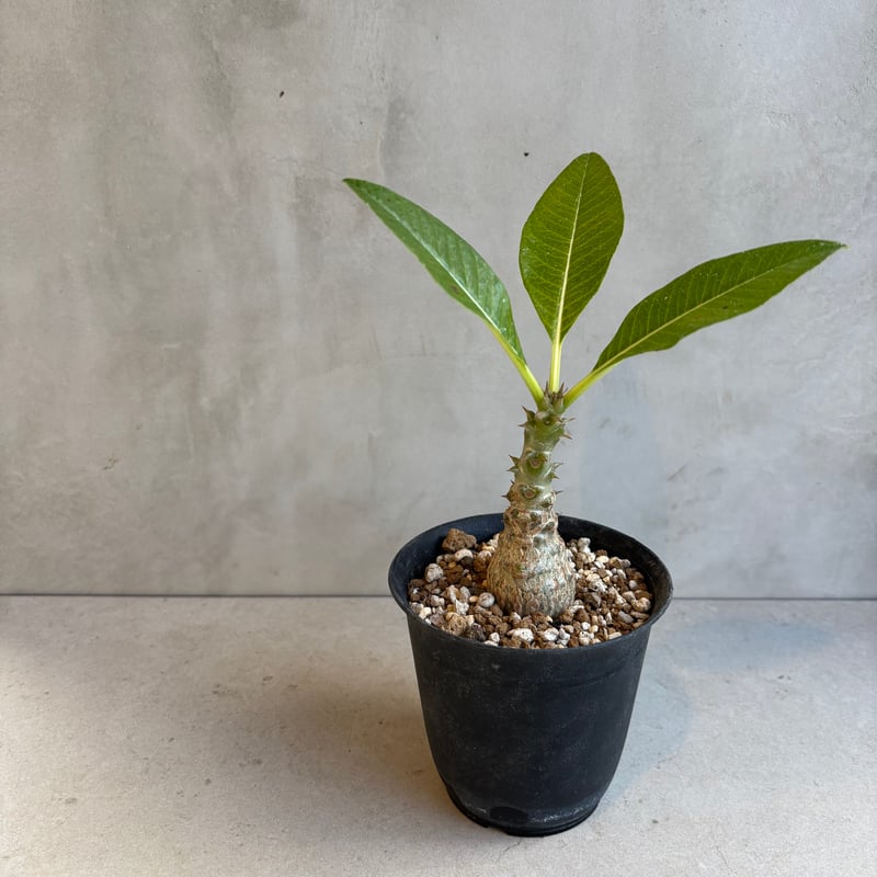 パキポディウム・ウィンゾリー 【実生】(24nov27.h11-13) | GOOD DAYS