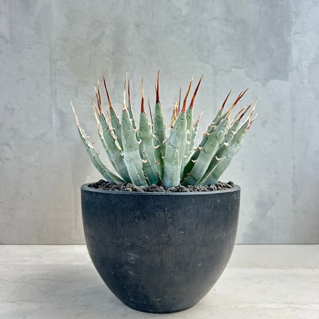 週末限定値下げ！パキポディウム　グラキリス パキポディウム・グラキリス | trigger