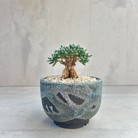 パキポディウムグラキリス | STORES