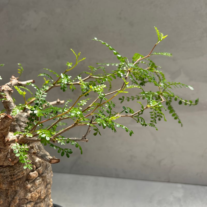 オペルクリカリア・パキプス(230513) | GOOD DAYS