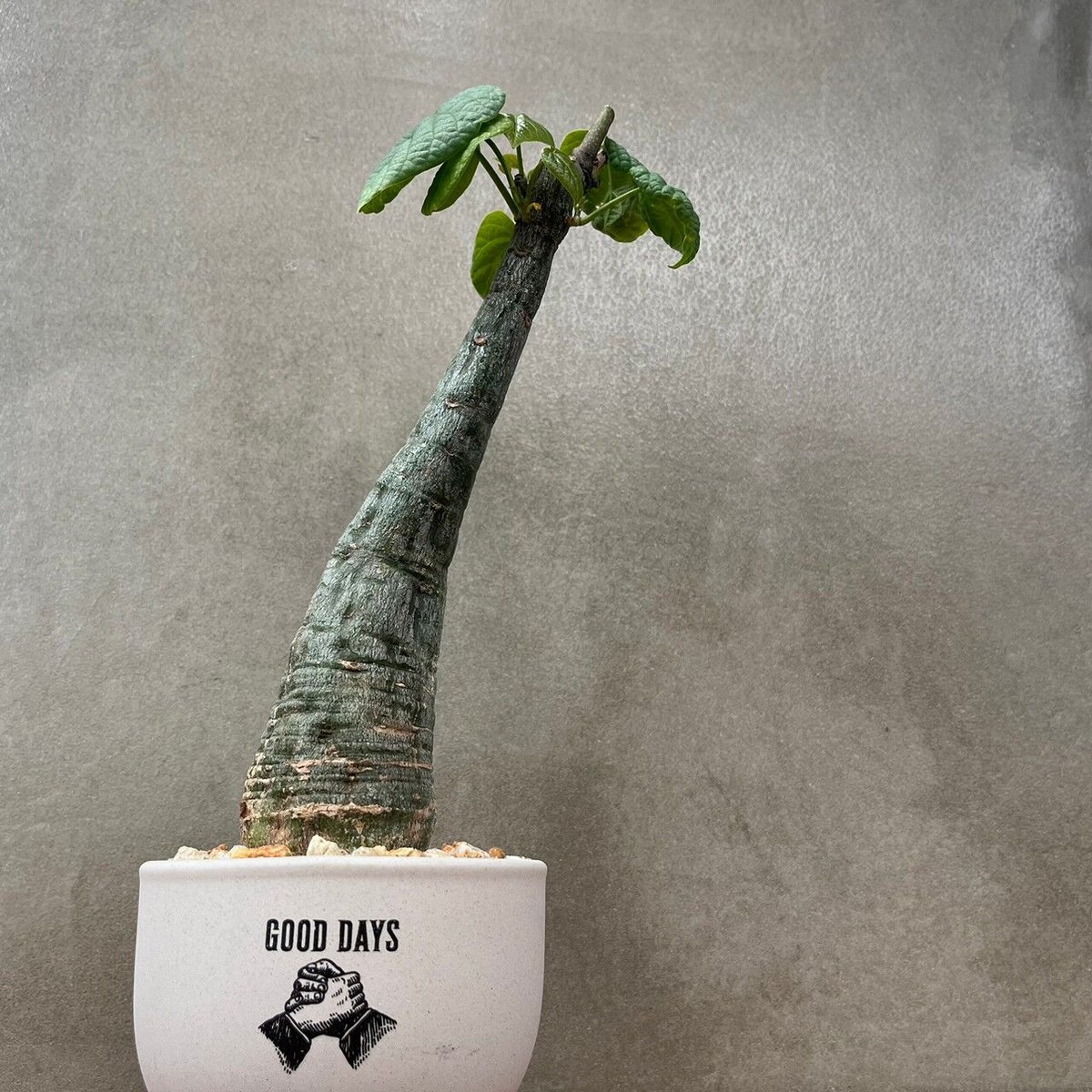 【お値引き❗️現地球/ 超希少❗️】アデニア フィリンガラベンシス アデニア フィリンガラベンシス【GOODDAYS/white鉢セット】23may19.n2-1