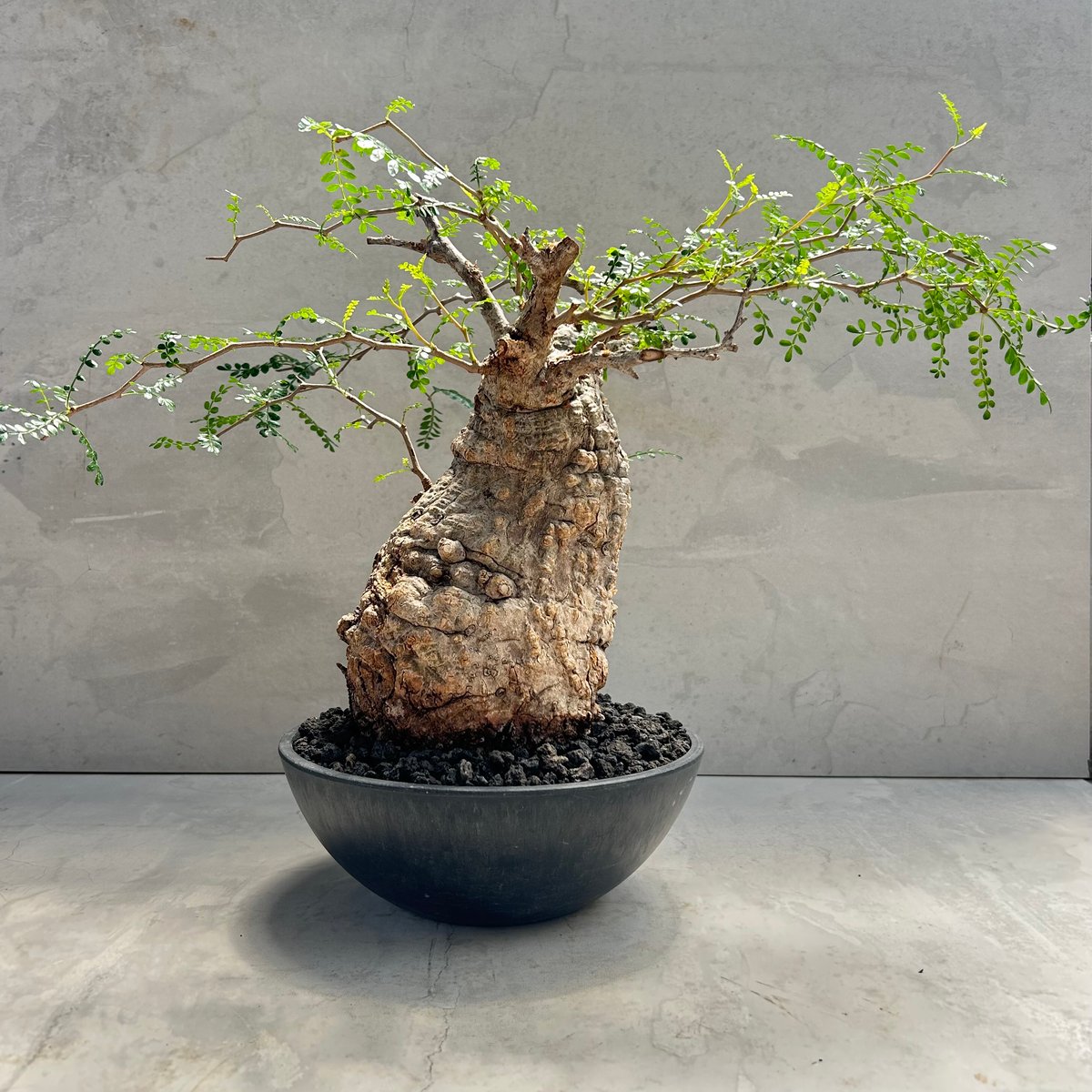 オペルクリカリア・パキプス(230513) | GOOD DAYS