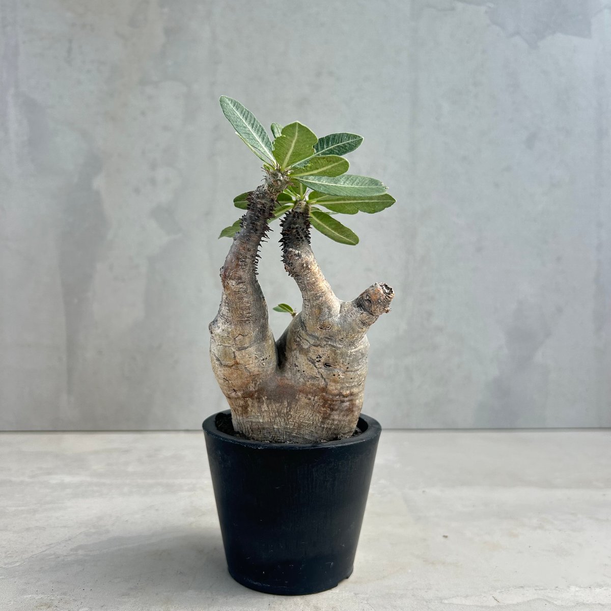 パキポディウム・マカイエンセ(24may9.n4-17) | GOOD DAYS