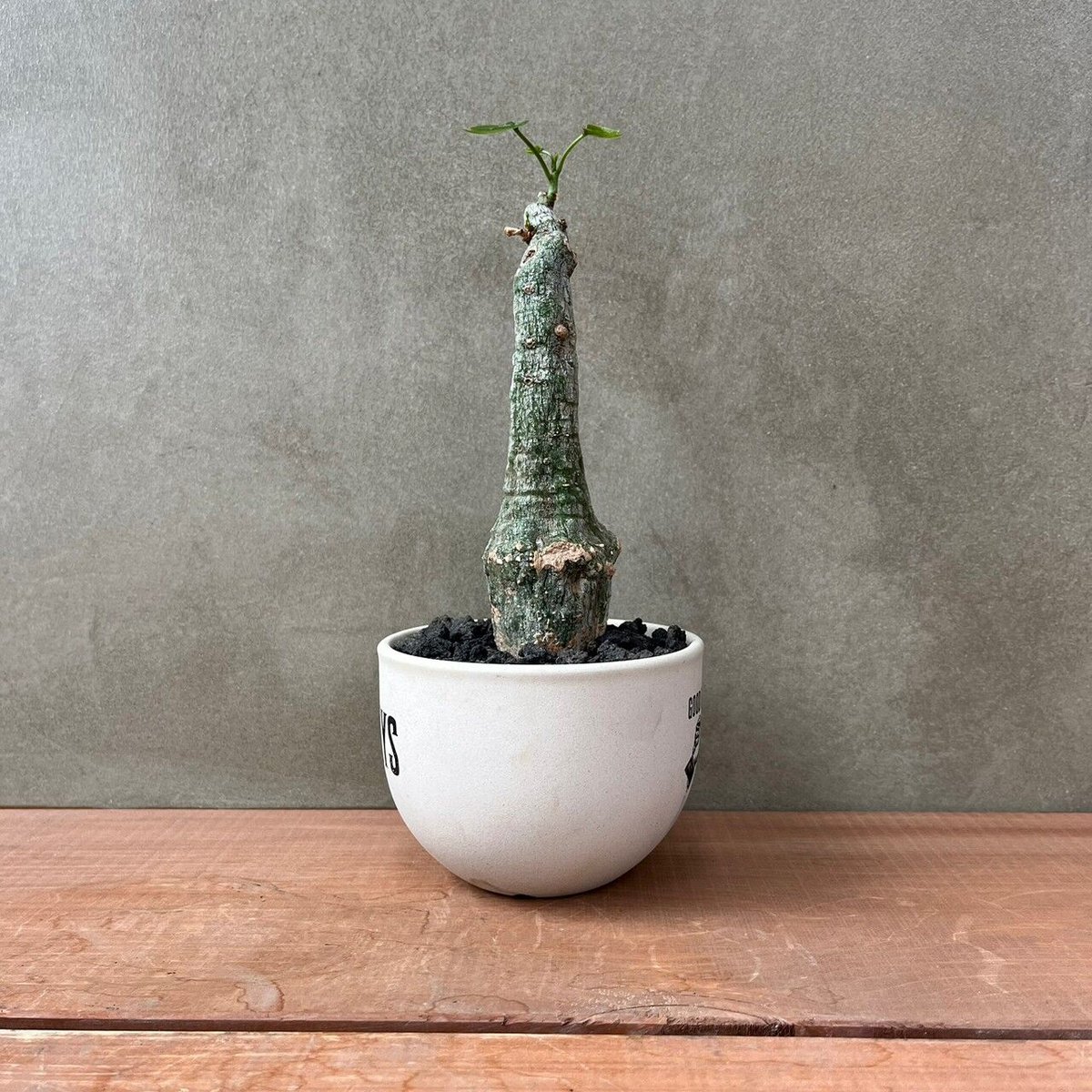 アデニア　クリスタルグリーン　発根済み　陶器鉢セット アデニア クリスタルグリーン 発根済み 陶器鉢セット