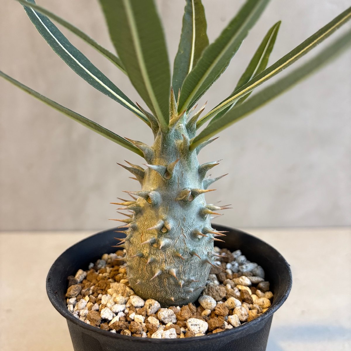 パキポディウム　カクチペス　実生 パキポディウム・カクチペス【実生】(24nov27.h07-13) | GOOD DAYS