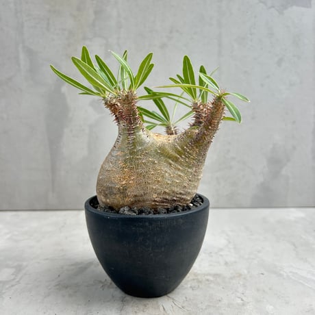 CATEGORY コーデックス | GOOD DAYS