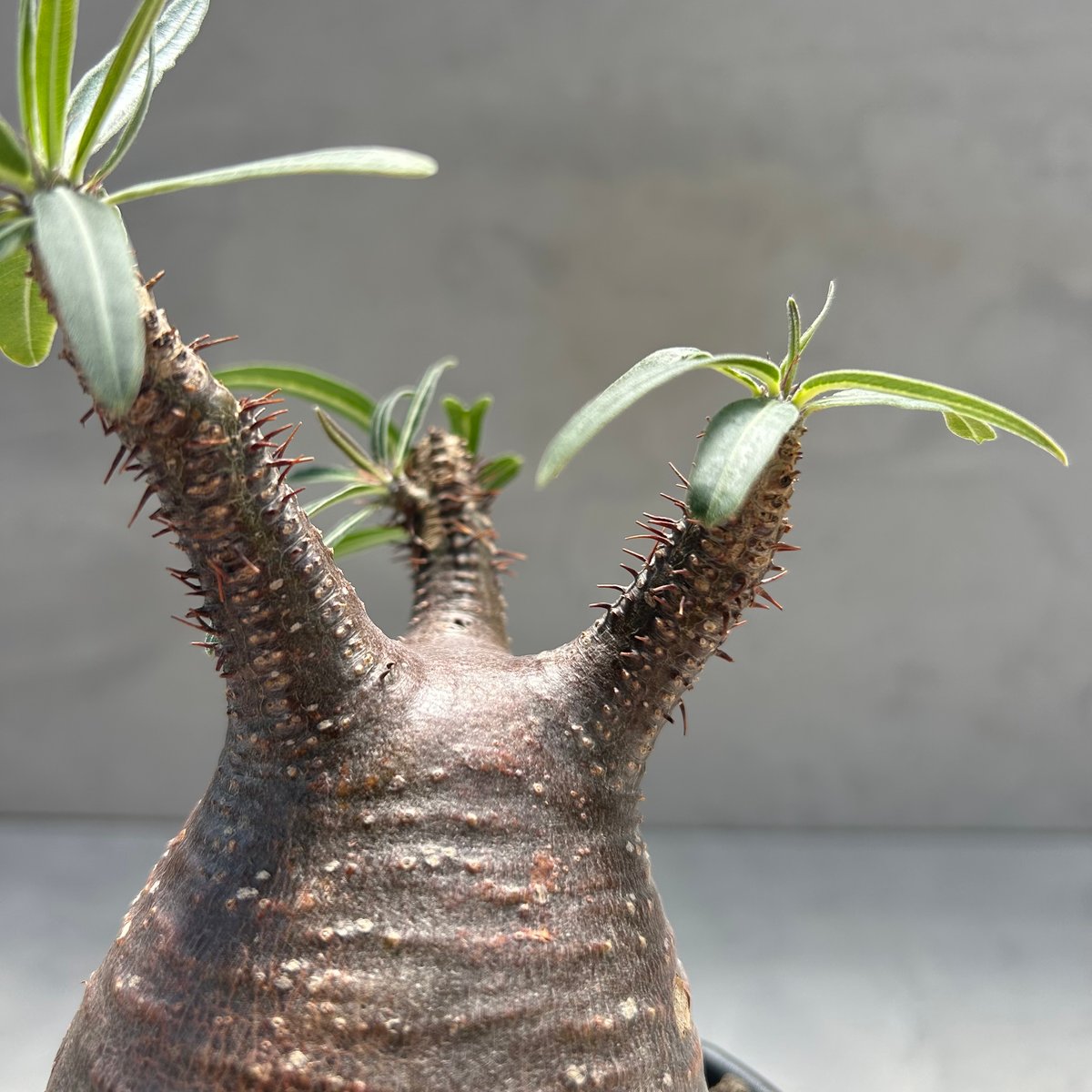 パキポディウム・グラキリス(24dec24.v01-61) | GOOD DAYS