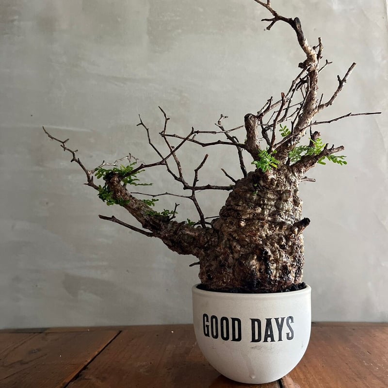 オペルクリカリアパキプス セメント鉢付き オペルクリカリア・パキプス【GOODDAYS/white鉢セット】 | GOOD DAYS