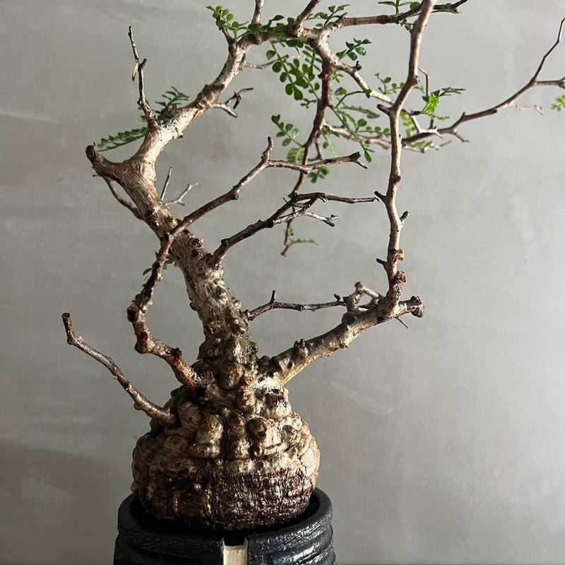 P71 オペルクリカリア パキプス チャレンジ株 コーデックス ベアルート