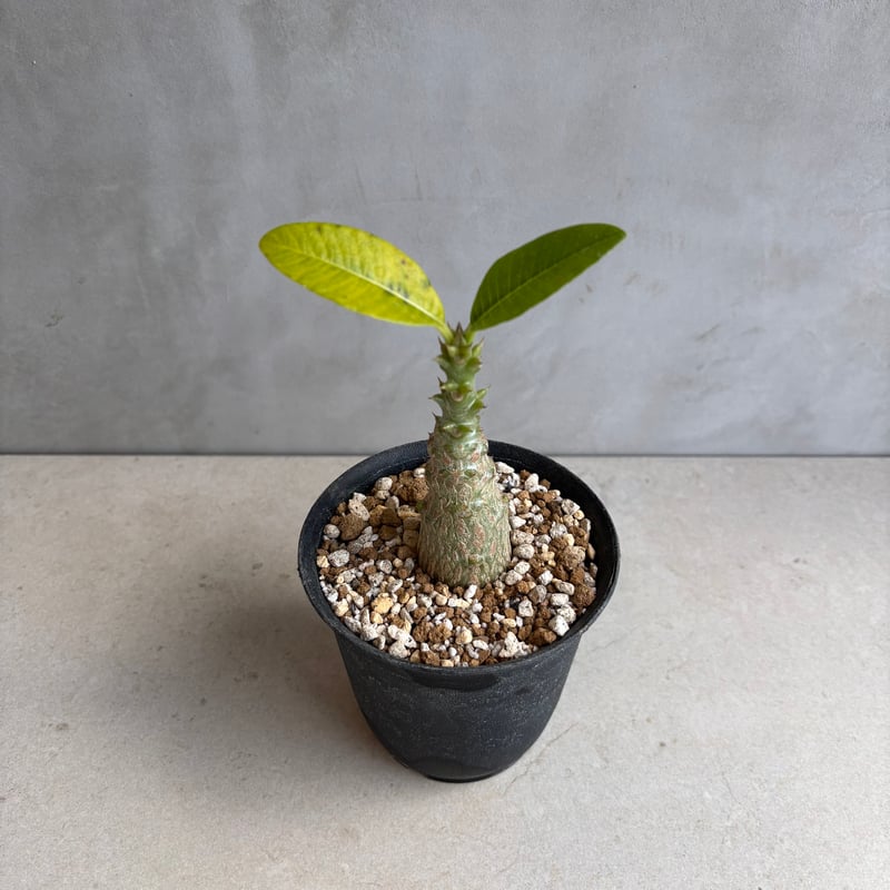 ウインゾリー　いいサイズです。 パキポディウム・ウィンゾリー 【実生】(24nov27.h11-12) | GOOD DAYS