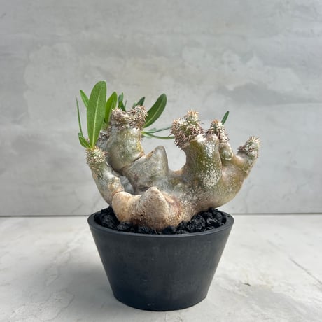 塊根植物 新芽付き　パキポディウム　グラキリス 塊根植物 多幹 新芽あり パキポディウム グラキリス 発根済み