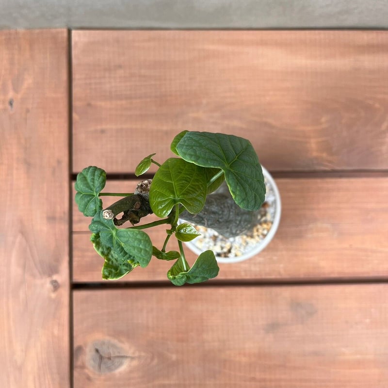 アデニア フィリンガラベンシス【GOODDAYS/white鉢セット