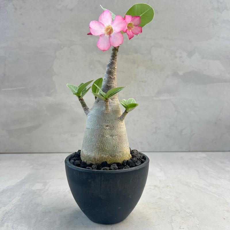 チッチ【DHAブラックスキン】＋【アデニウム ガラメー 鉢植え C】 アデニウム・アラビカム ブラックスキン(25jul7.v42/3-1) | GOOD