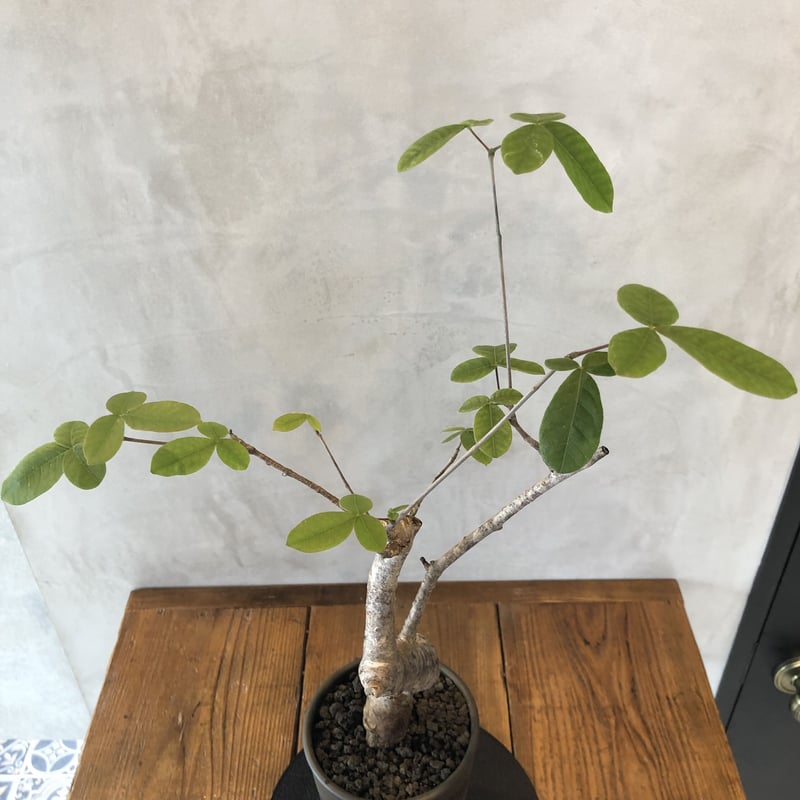 塊根植物 Commiphora orbicularis 樂趣無窮的實生苗！ - Commiphora orbicularis - @objectby1218