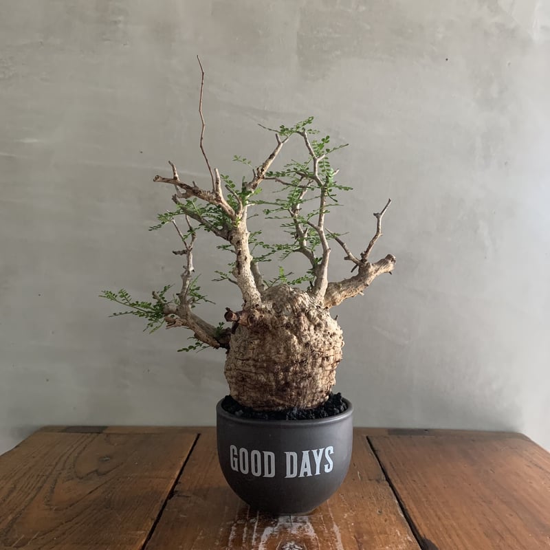 オペルクリカリア・パキプス【GOODDAYS/black鉢セット】23may19.n6-10