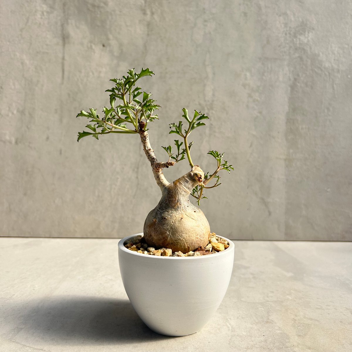 （植栽込み）キフォステンマ　ベティフォルメ　ナローリーフ キフォステンマ・ベティフォルメ ナロ―リーフ(26may20.n1-24) | GOOD DAYS