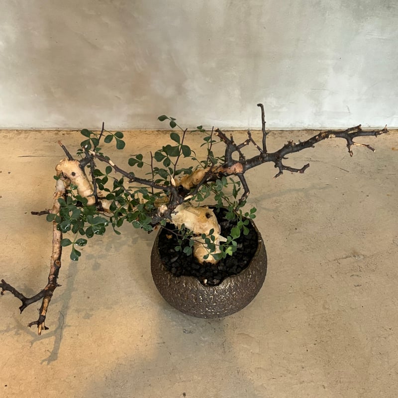 コミフォラ カタフ ピュア【川澄 智一 作品鉢】（24jun29.e1-39