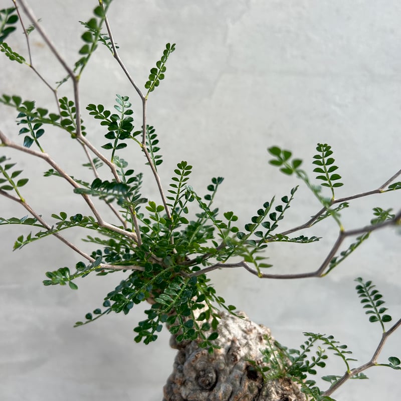 オペルクリカリア・パキプス【浅見五郎助作品鉢】(24dec24.v14-22