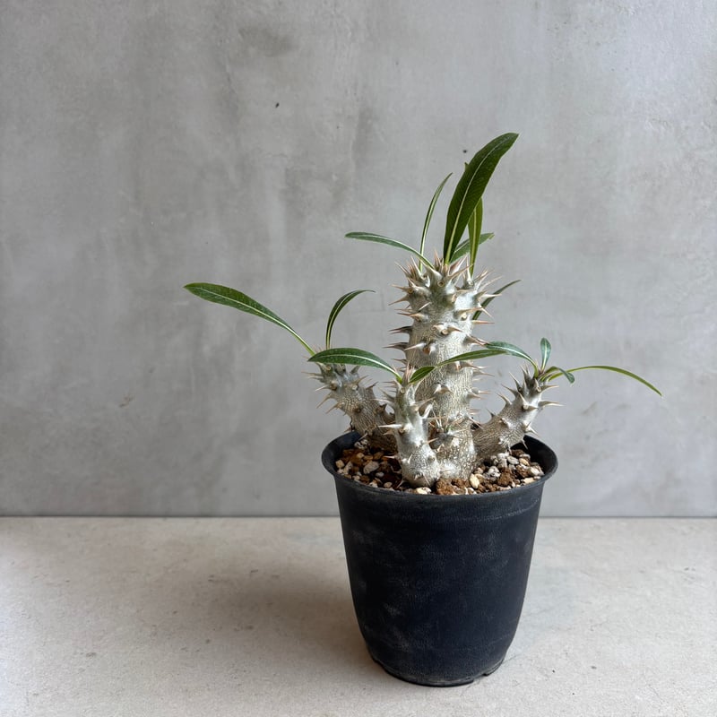 パキポディウム・ホロンベンセ【実生】 (24nov27.h08-10) | GOOD DAYS