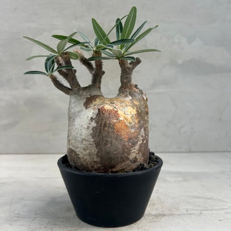 CATEGORY コーデックス | GOOD DAYS