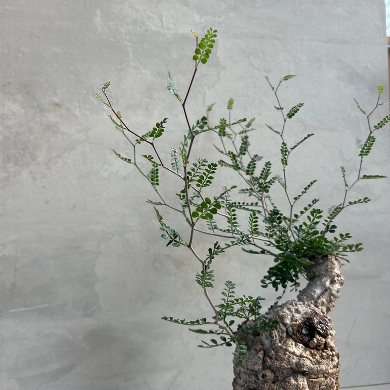 オペルクリカリア・パキプス【浅見五郎助作品鉢】(24dec24.v14-22