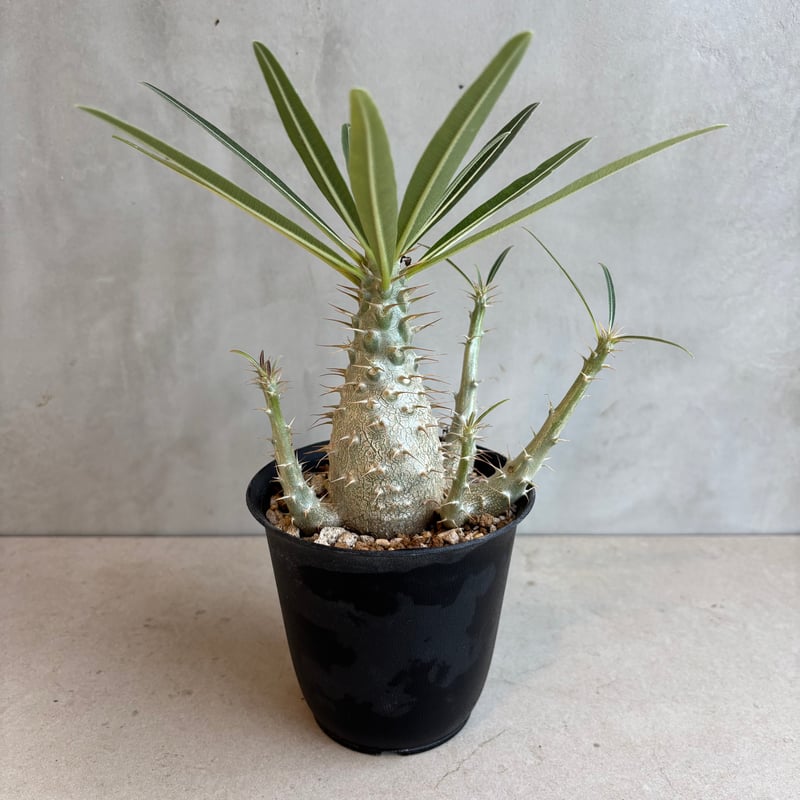 パキポディウム　グラキリス　実生 グラキリス実生/パキポディウム/コーデックス/塊根植物ライフ