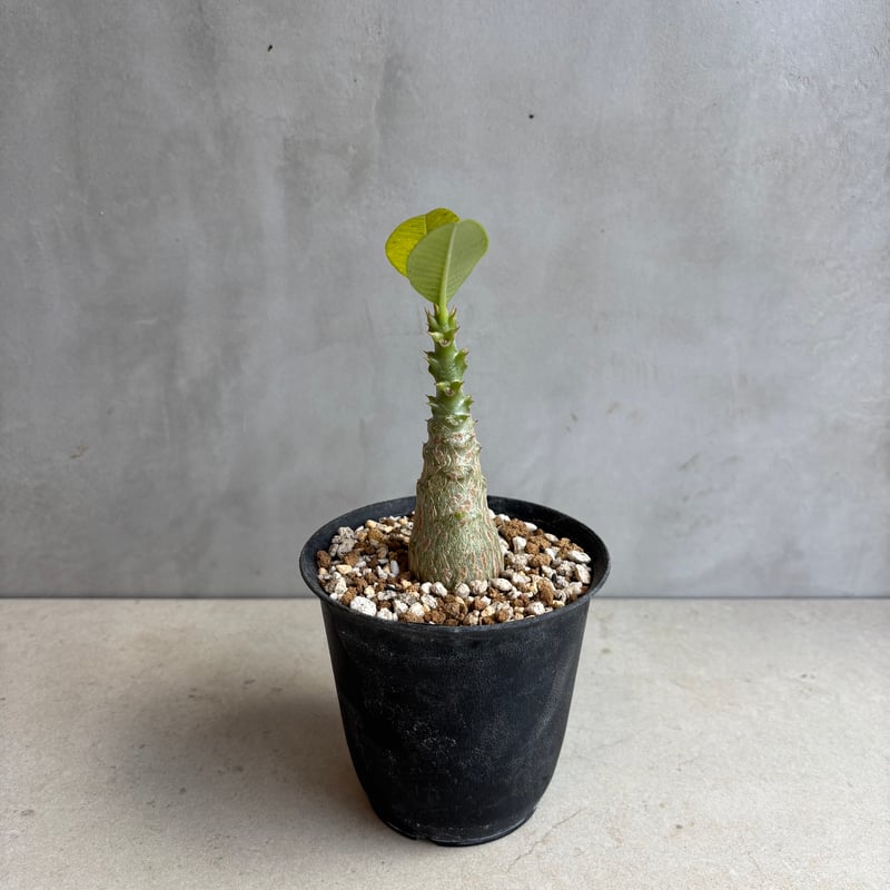 ウインゾリー　いいサイズです。 パキポディウム・ウィンゾリー 【実生】(24nov27.h11-12) | GOOD DAYS