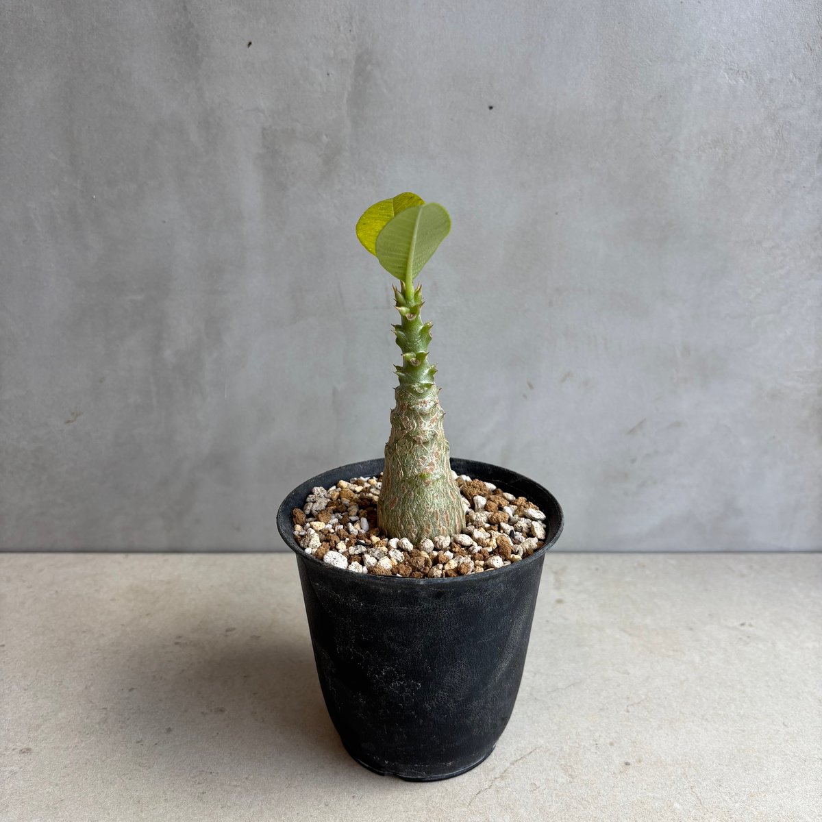 パキポディウム・ウィンゾリー　実生　25-8 パキポディウム・ウィンゾリー 実生 25-8 パキポディウム