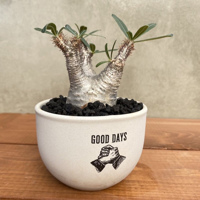グラキリス GOOD DAYS白鉢セット GDH02 | GOOD DAYS グラキリス GOOD DAYS白鉢セット GDH02 | GOOD DAYS
