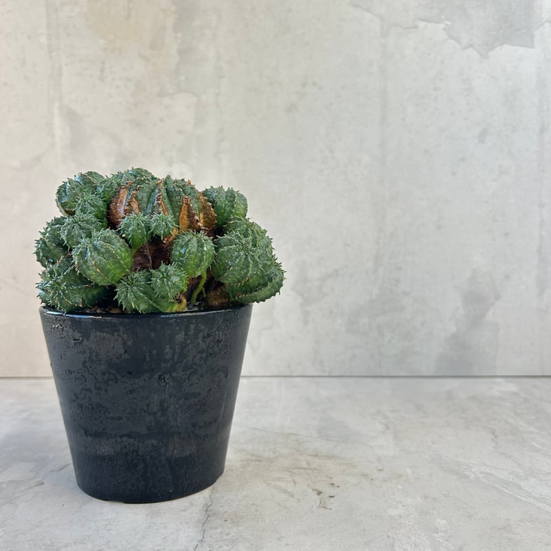 ユーフォルビア・バリダ(N08) | GOOD DAYS