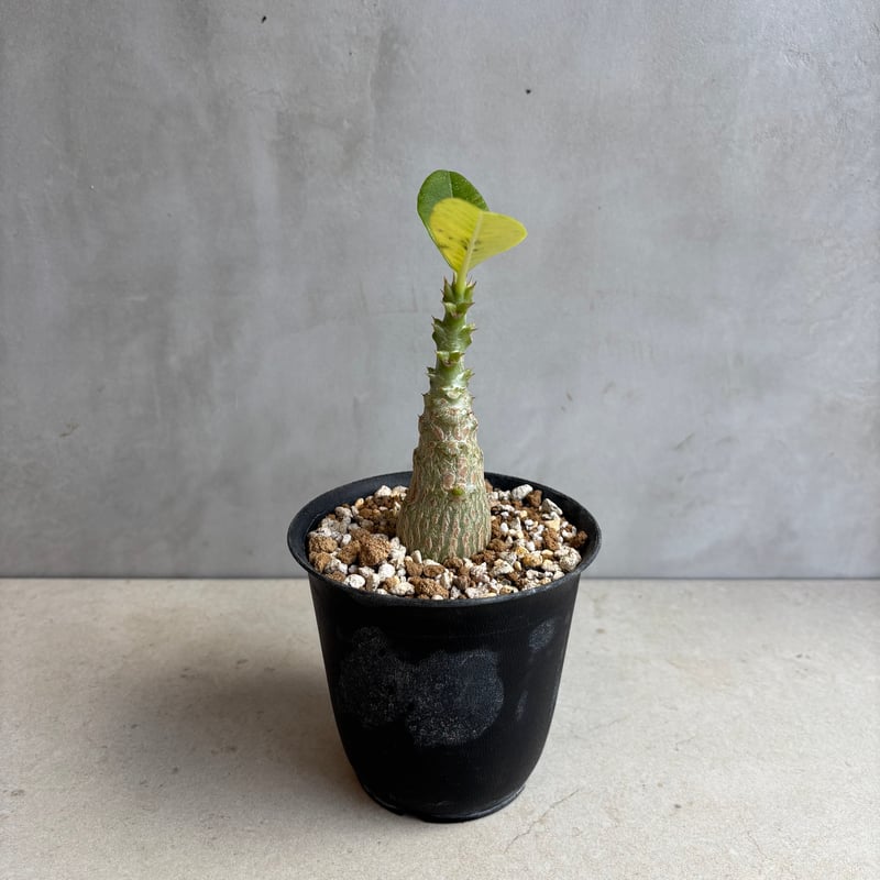 パキポディウム　ウインゾリー実生① パキポディウム・ウィンゾリー 【実生】(24nov27.h11-3) | GOOD DAYS