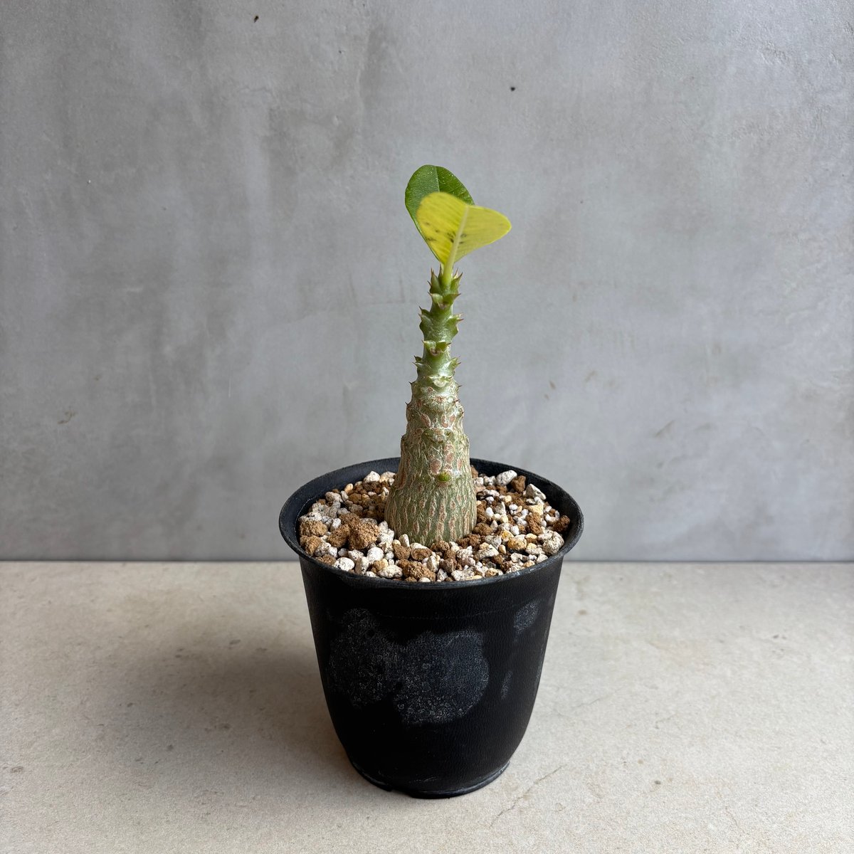 パキポディウム・ウィンゾリー 【実生】(24nov27.h11-3) | GOOD DAYS