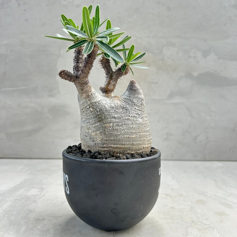 パキポディウム・グラキリス(24dec24.v01-48) | GOOD DAYS