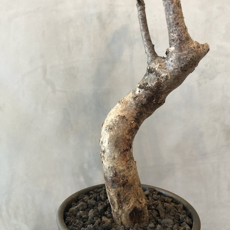 commiphora orbicularis コミフォラオルビクラリス NUTS