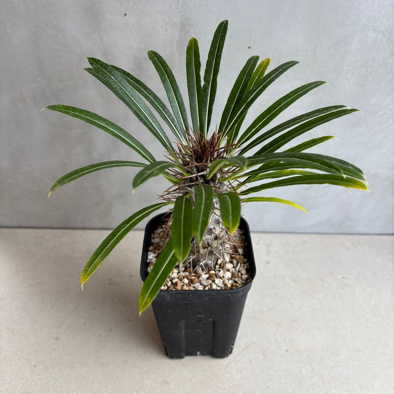 パキポディウム・ラメリー【実生】 (24nov27.h05-5) | GOOD DAYS