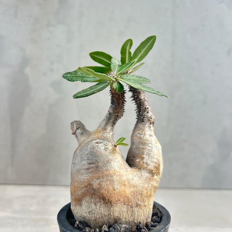 マ*9様 [Valiem鉢付き] パキポディウム•マカイエンセ　実生5年目 鉢セット】魔界玉 パキポディウム・マカイエンセ 実生苗 | Moon