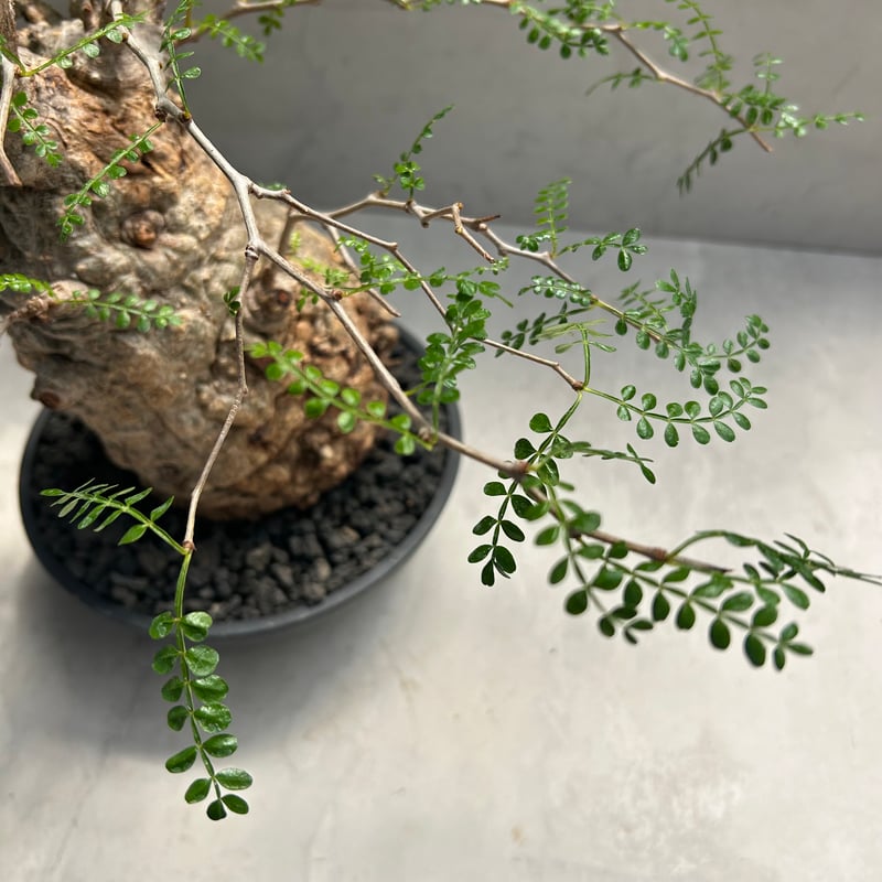 オペルクリカリア・パキプス(230513) | GOOD DAYS