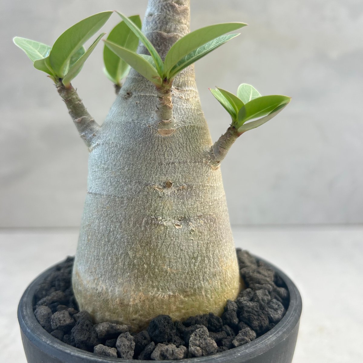 アデニウム・アラビカム ブラックスキン(25jul7.v42/3-1) | GOOD